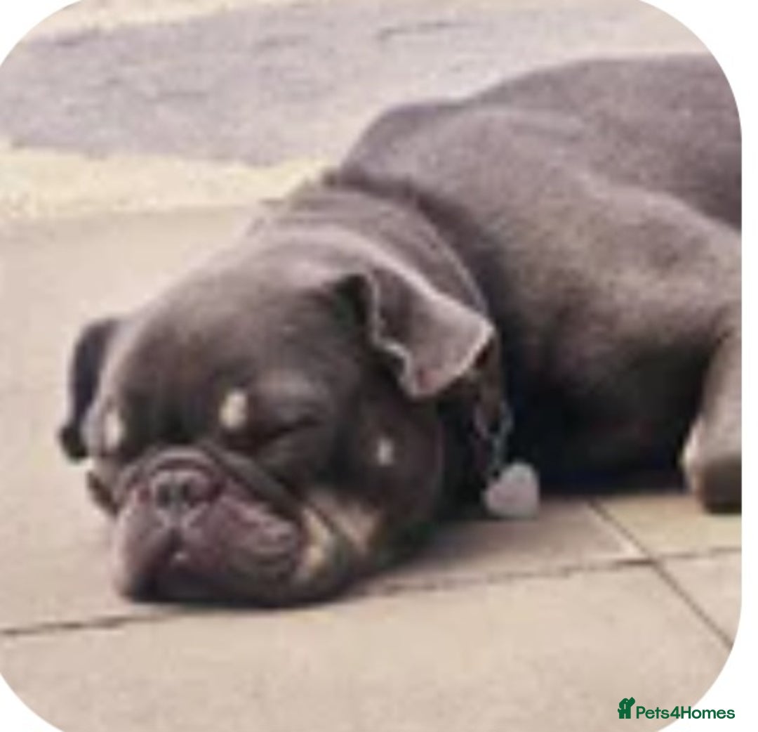Frug dogs for sale: Peggy the Frug. 1.5years old. - Image 1
