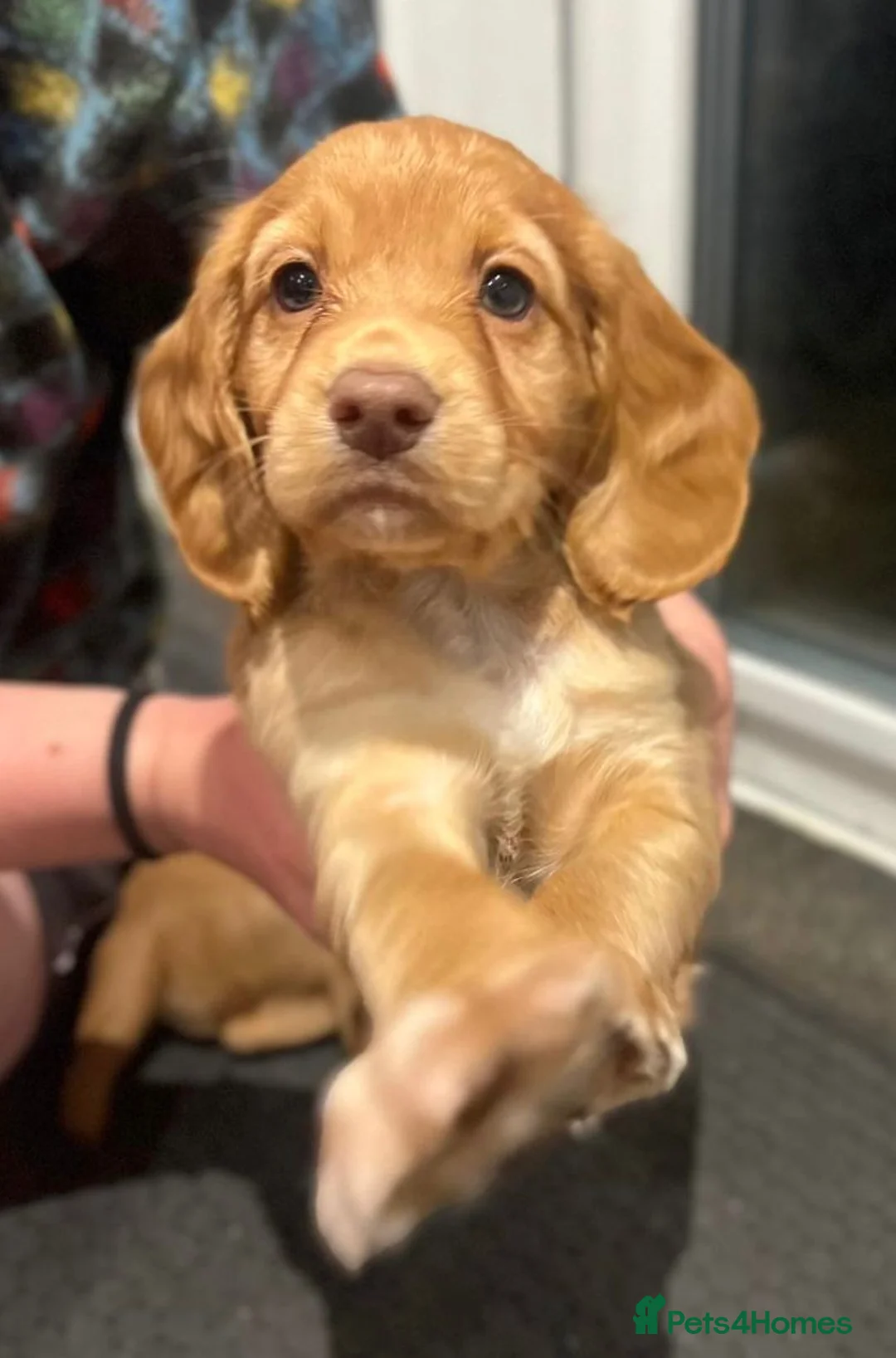 Cocker Spaniel dogs for sale: 2 female KC Registered working cocker spaniel pups in Salisbury - Advert 2