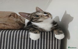 Domestic Shorthair cats for sale: Female domestic cat – 1 year old - Image 1