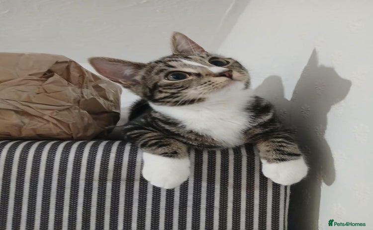 Domestic Shorthair cats - Advert 3