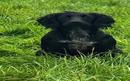 Cockapoo dogs for sale: F1b cockapoo pups  - Advert 3