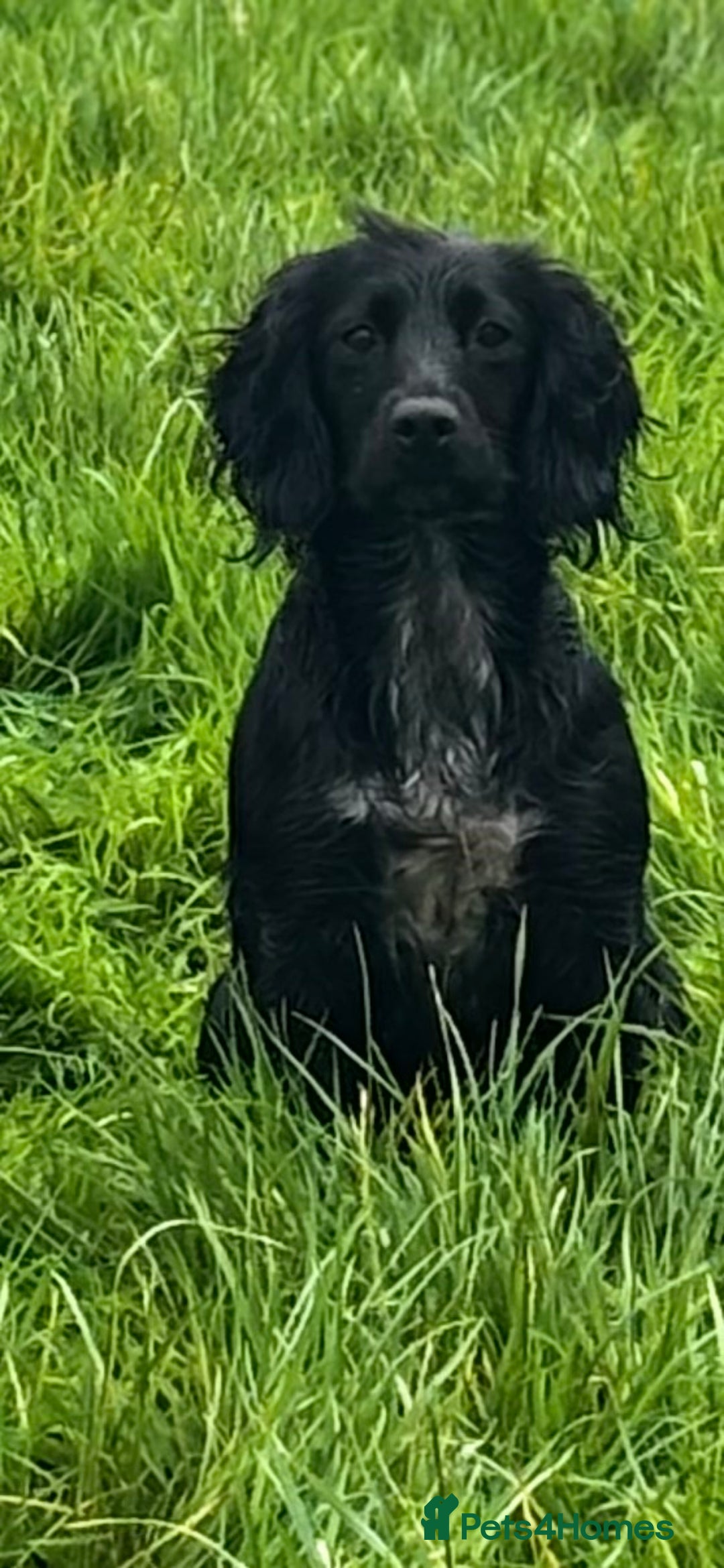 Cockapoo dogs for sale: F1b cockapoo pups  - Advert 3