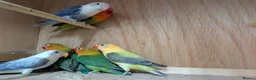 Lovebirds birds for sale: All colour Love Birds - Advert 5