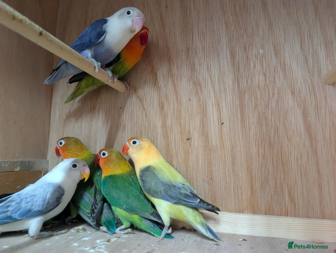 Lovebirds birds for sale: All colour Love Birds - Advert 5