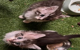 Maine Coon cats for sale: Maine coon kittens  - Image 37