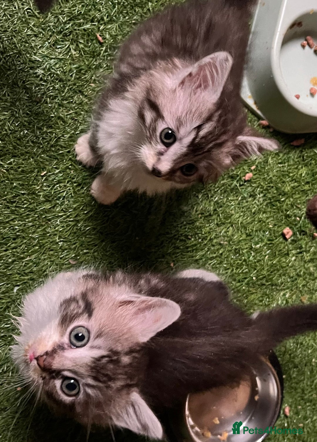 Maine Coon cats for sale: Maine coon kittens  - Image 37