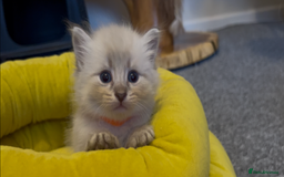 Siberian cats for sale: Gorgeous Siberian Kittens  - Image 3
