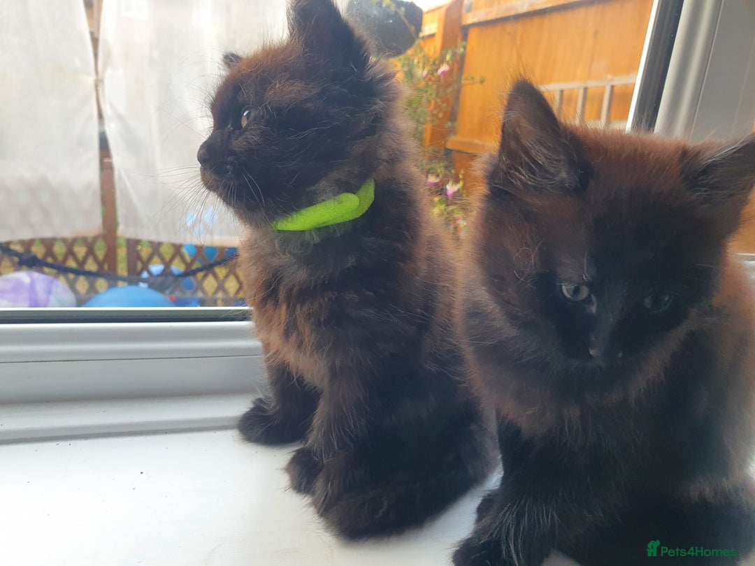 Maine Coon cats for sale: Maine coon x marble bengal unique kittens - Image 12