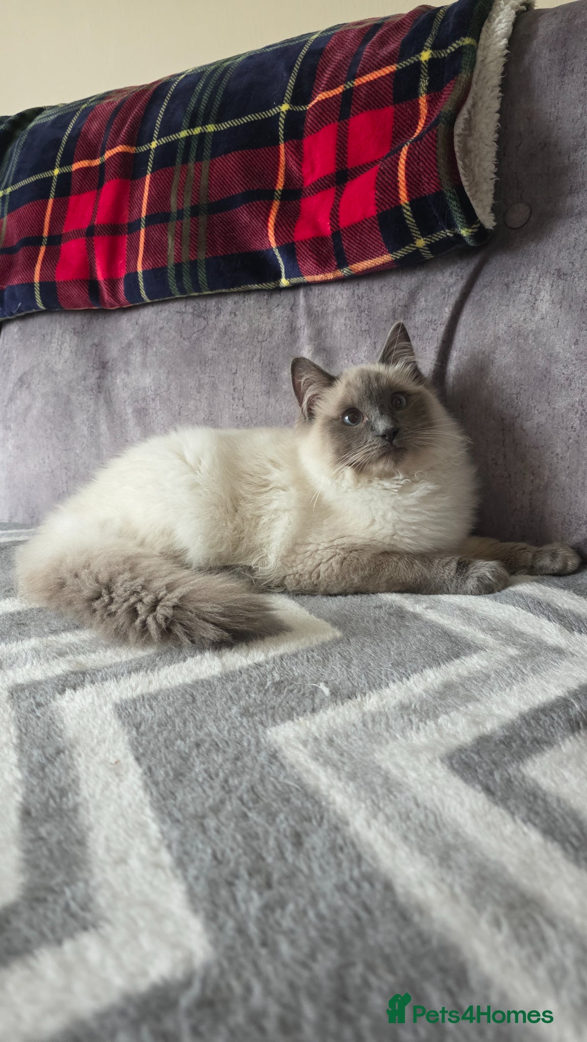 Ragdoll cats Stunning Blue Point Ragdoll - Advert 13