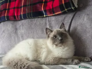 Ragdoll cats Stunning Blue Point Ragdoll - Advert 13