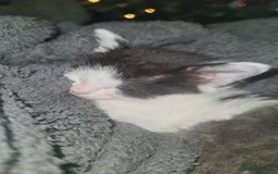 Mixed Breed cats for sale: Beautiful playful kittens  - Advert 8