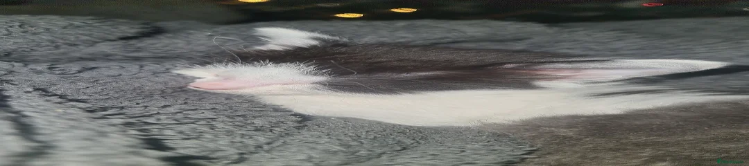 Mixed Breed Kitten 4