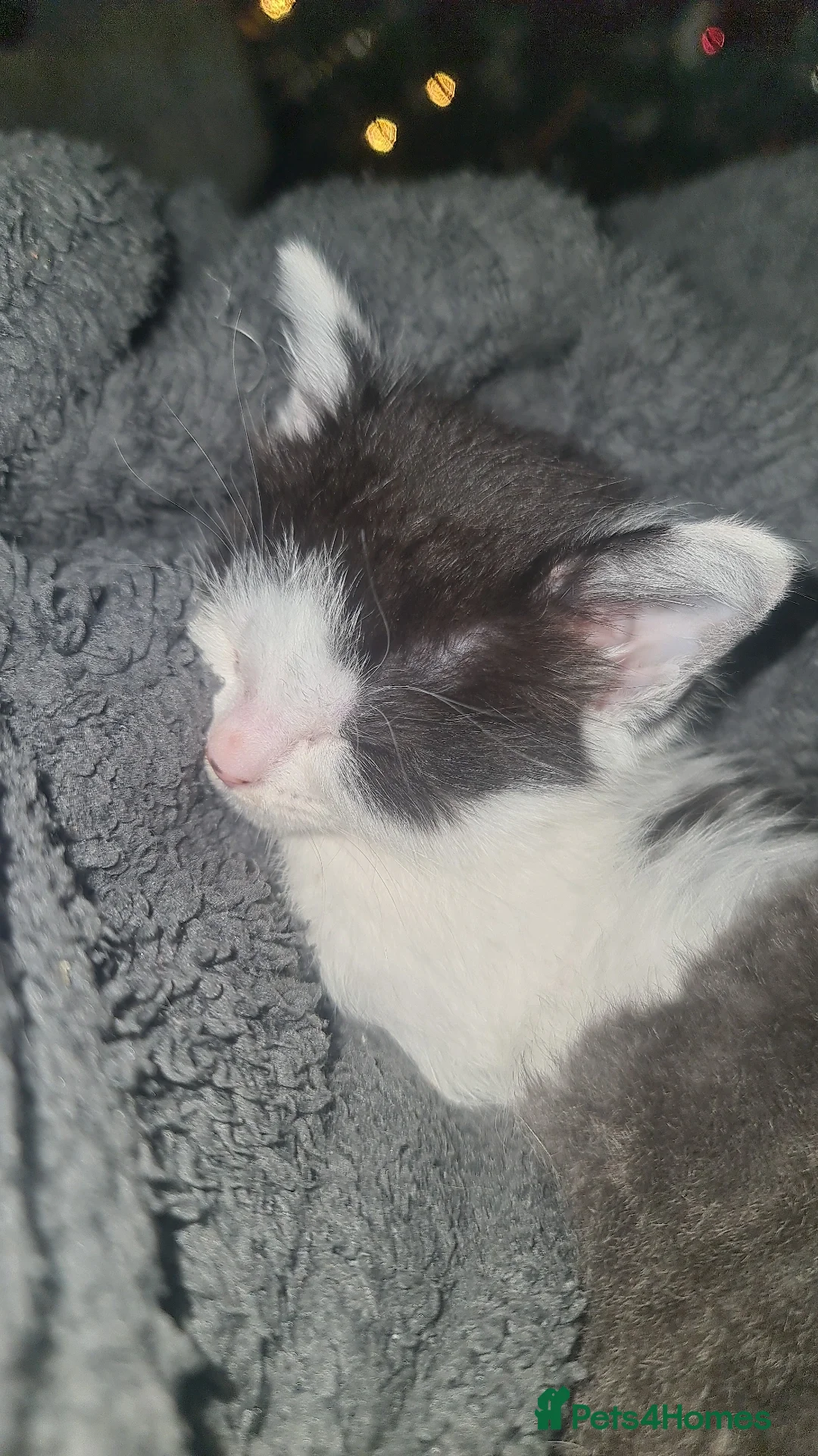 Mixed Breed cats for sale: Beautiful playful kittens  - Advert 8