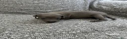 Italian Greyhound dogs for sale: Beautiful Italian greyhounds - Advert 11