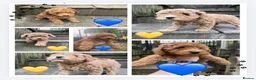 Cavapoo dogs for sale: One left - Gorgeous Cavapoo Puppies  - Advert 1