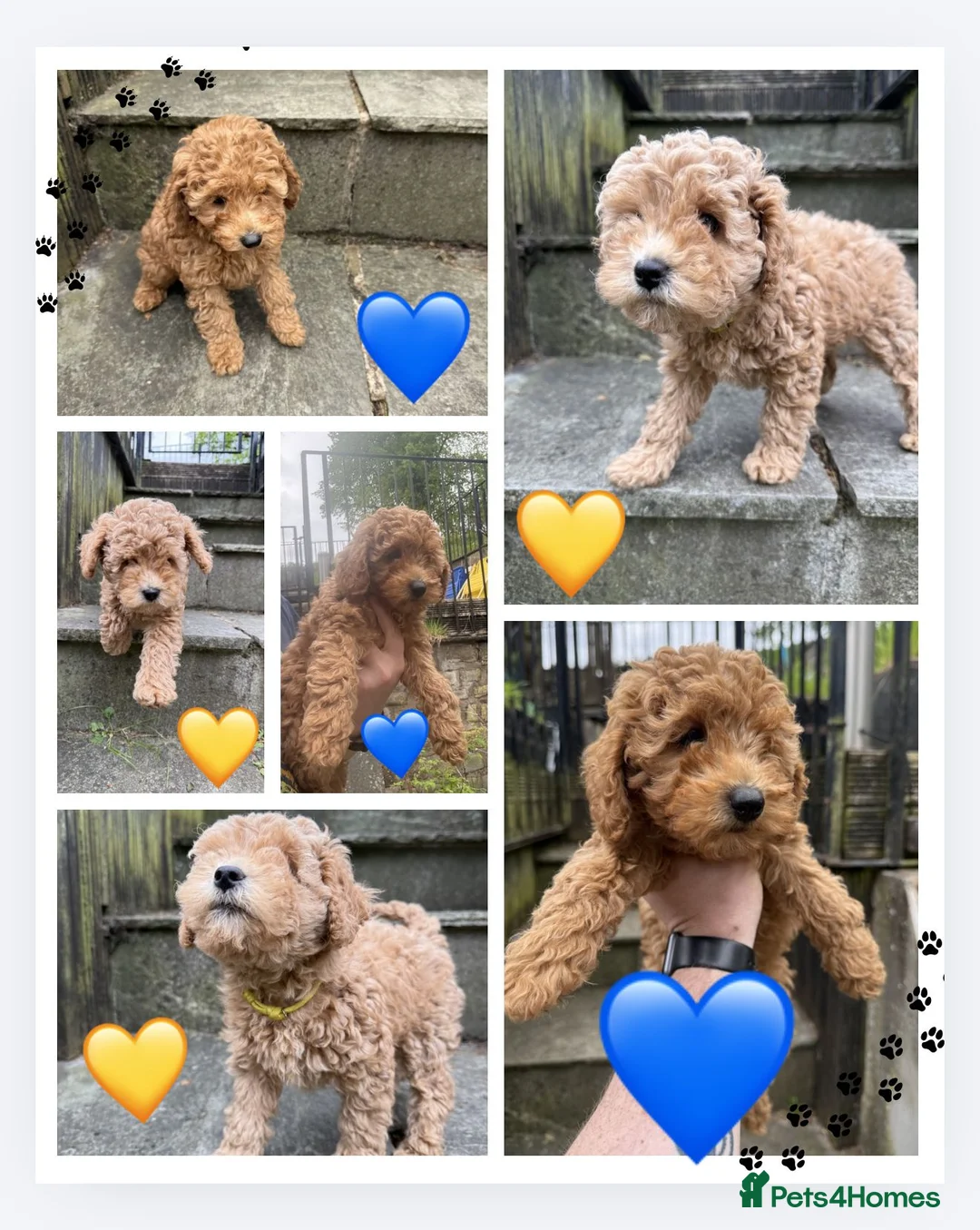 Cavapoo dogs for sale: One left - Gorgeous Cavapoo Puppies  - Advert 1