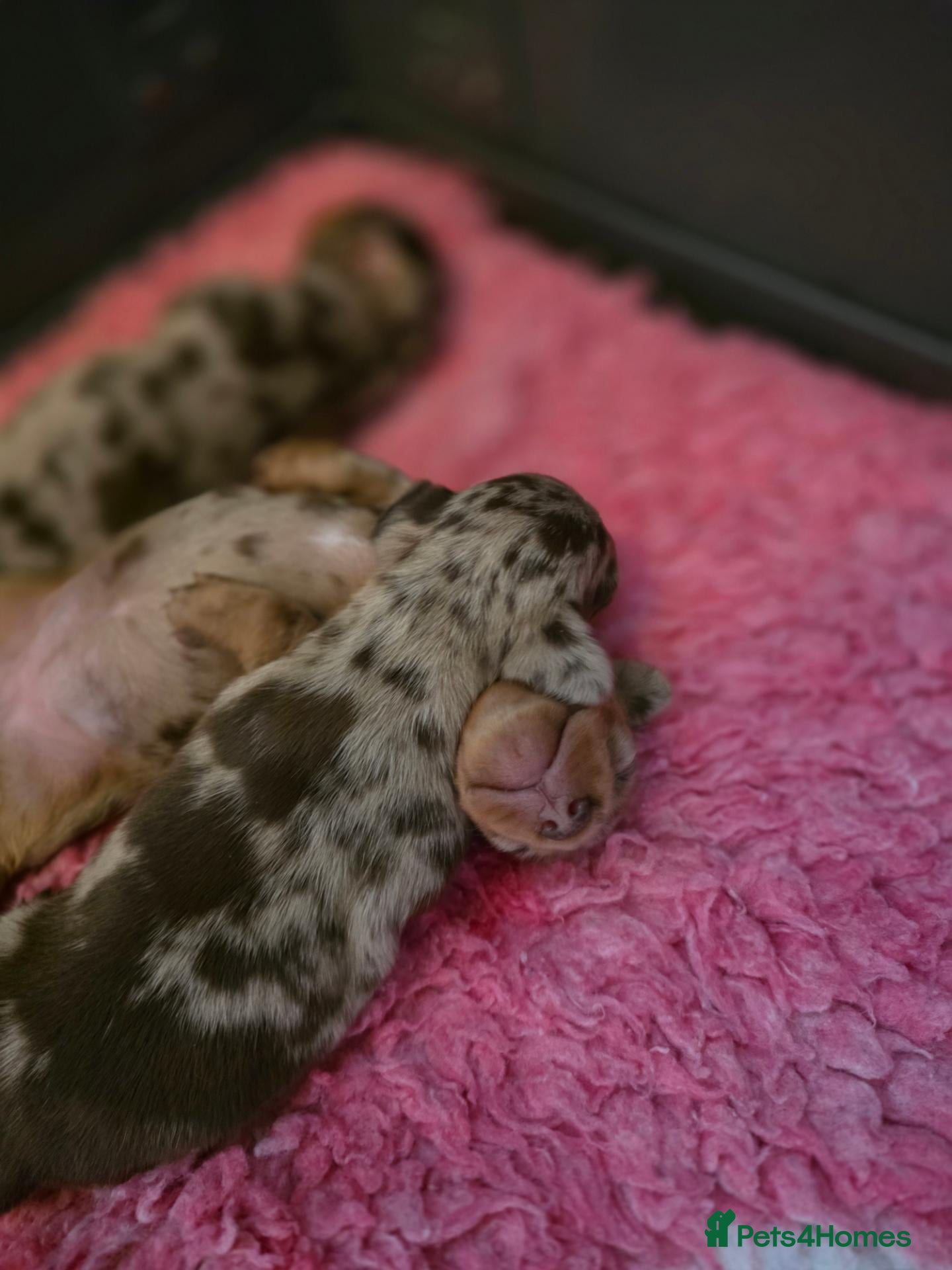 Miniature Dachshund dogs for sale: Gorgeous chocolate dapple puppies - Advert 2
