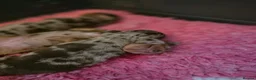 Miniature Dachshund dogs for sale: Gorgeous chocolate dapple puppies - Advert 2