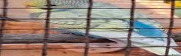 Mixed Breed birds for sale: Budgies for sale  - Advert 6
