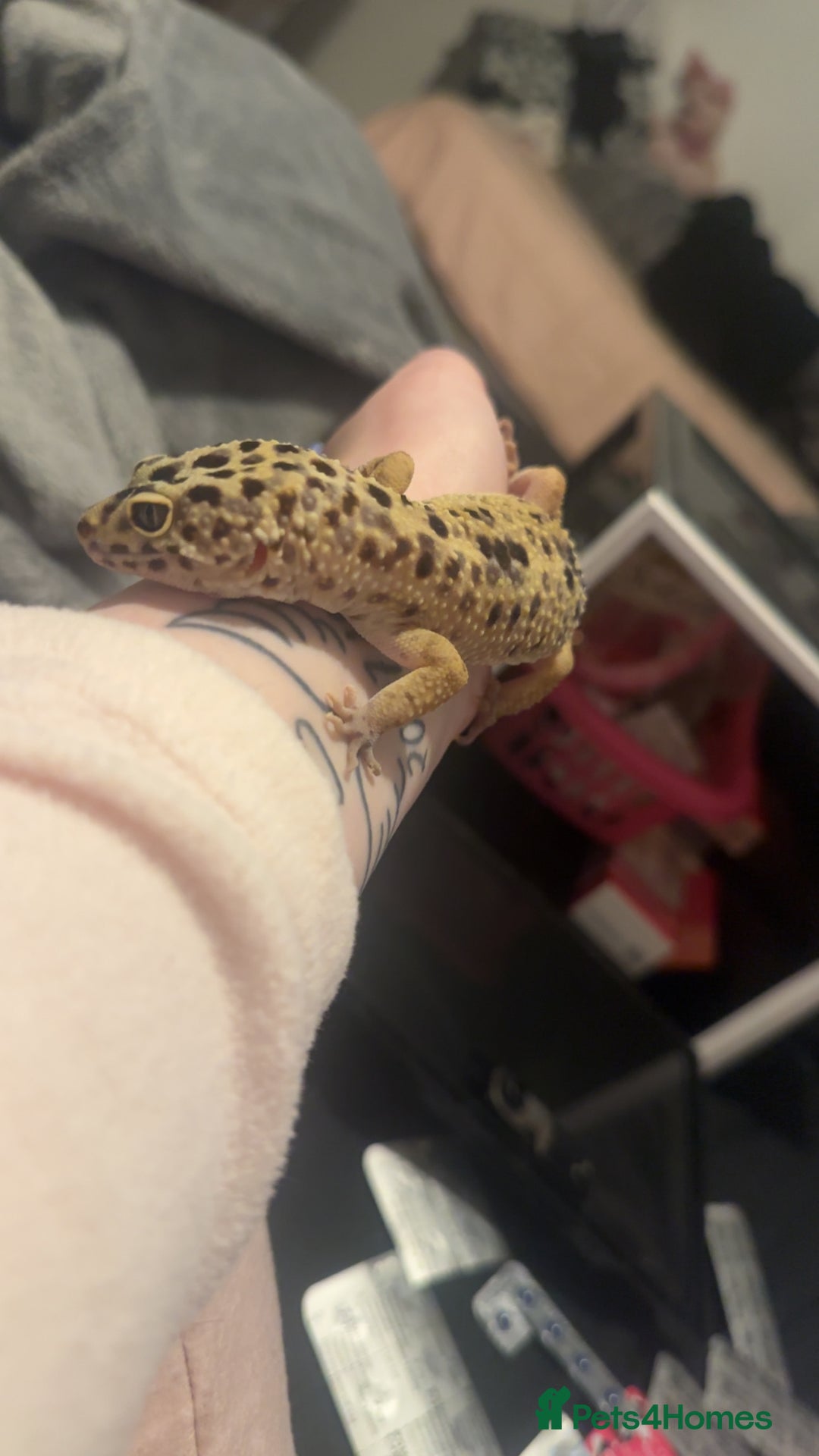 Leopard Gecko reptiles for sale: Leopard Gecko + enclosure  - Image 9