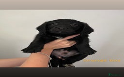 Mixed Breed dogs for sale: Gorgeous Labrador X Cockerpoo puppies in Bromley - Image 9