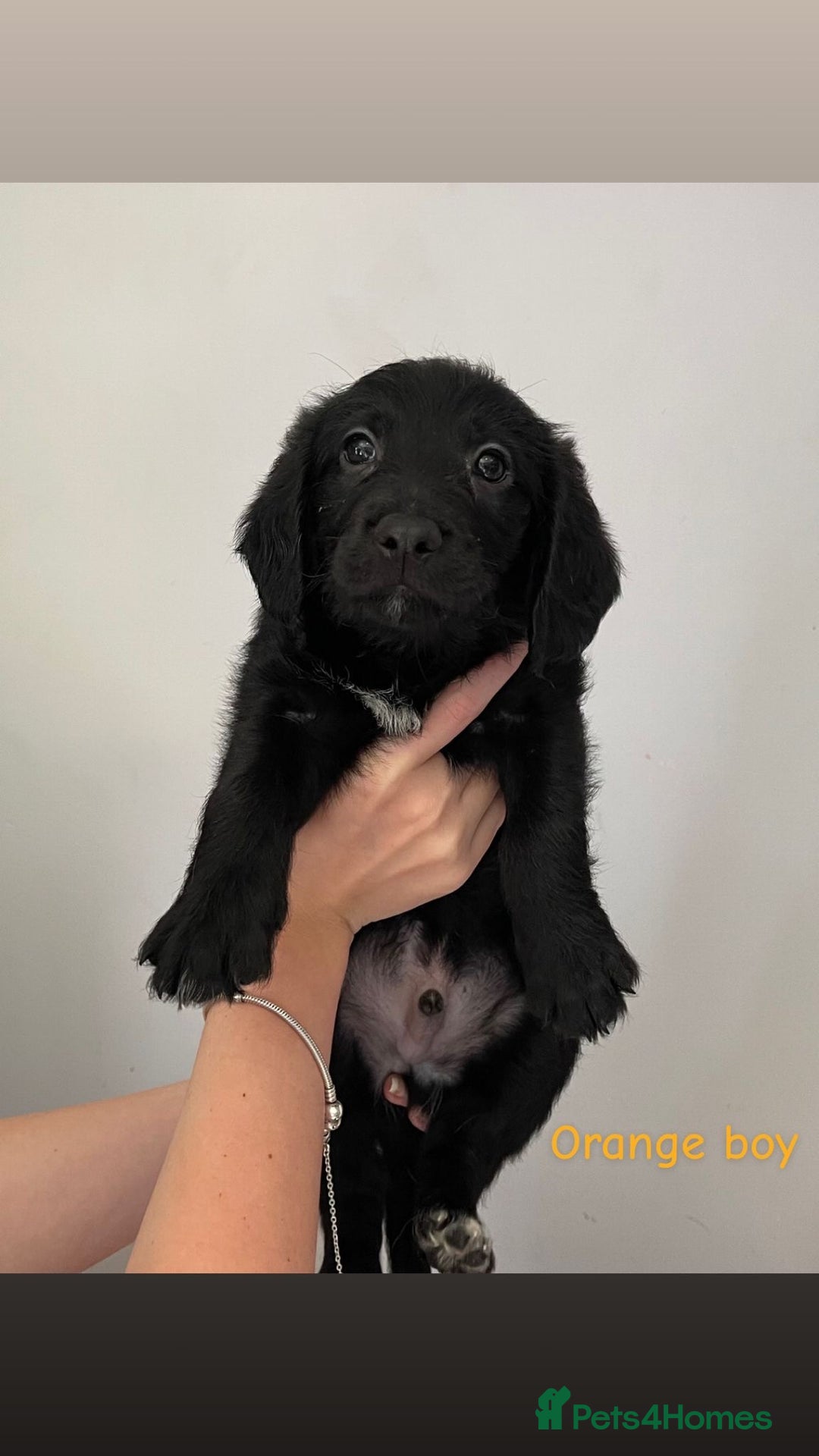 Mixed Breed dogs for sale: Gorgeous Labrador X Cockerpoo puppies in Bromley - Image 9