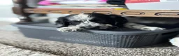Sprocker dogs for sale: Beautiful Sprocker for sale in Mansfield - Advert 4