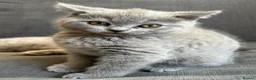 British Shorthair cats for sale: Pure pedigree British shorthair kittenS - Advert 3