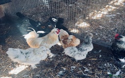 Chickens poultry for sale: Silkie and Bantams for sale - Image 4