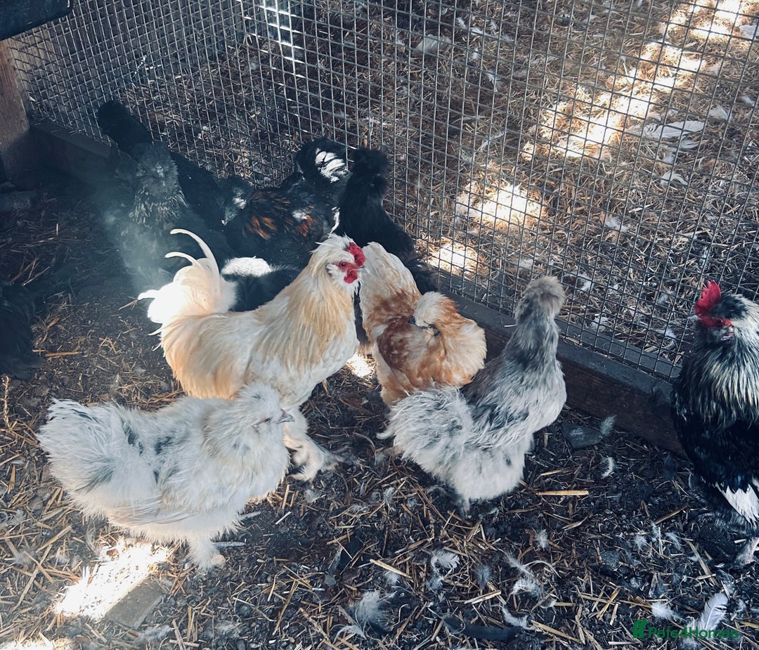 Chickens poultry for sale: Silkie and Bantams for sale - Image 4