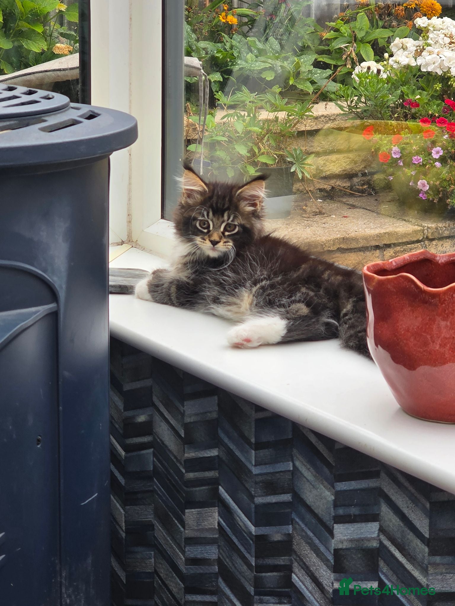 Maine Coon cats Stunning Maine Coon Kittens – Ready Now - Advert 2