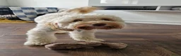 Cockapoo dogs for sale: F1B Male cockapoo rehome  in Elgin - Advert 8