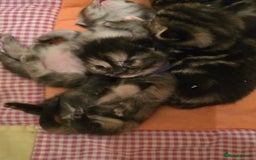 Mixed Breed cats for sale: The Fab Four - Advert 17