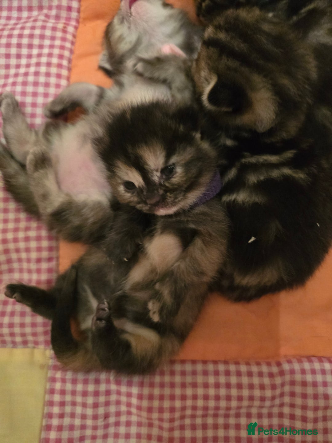 Mixed Breed cats for sale: The Fab Four - Advert 17