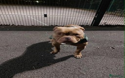 American Bully dogs for sale: American bully - Advert 6