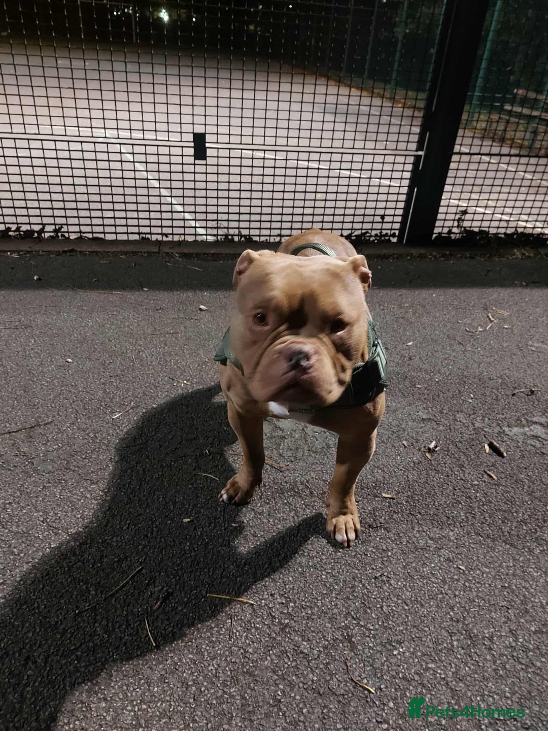 American Bully dogs for sale: American bully - Advert 6