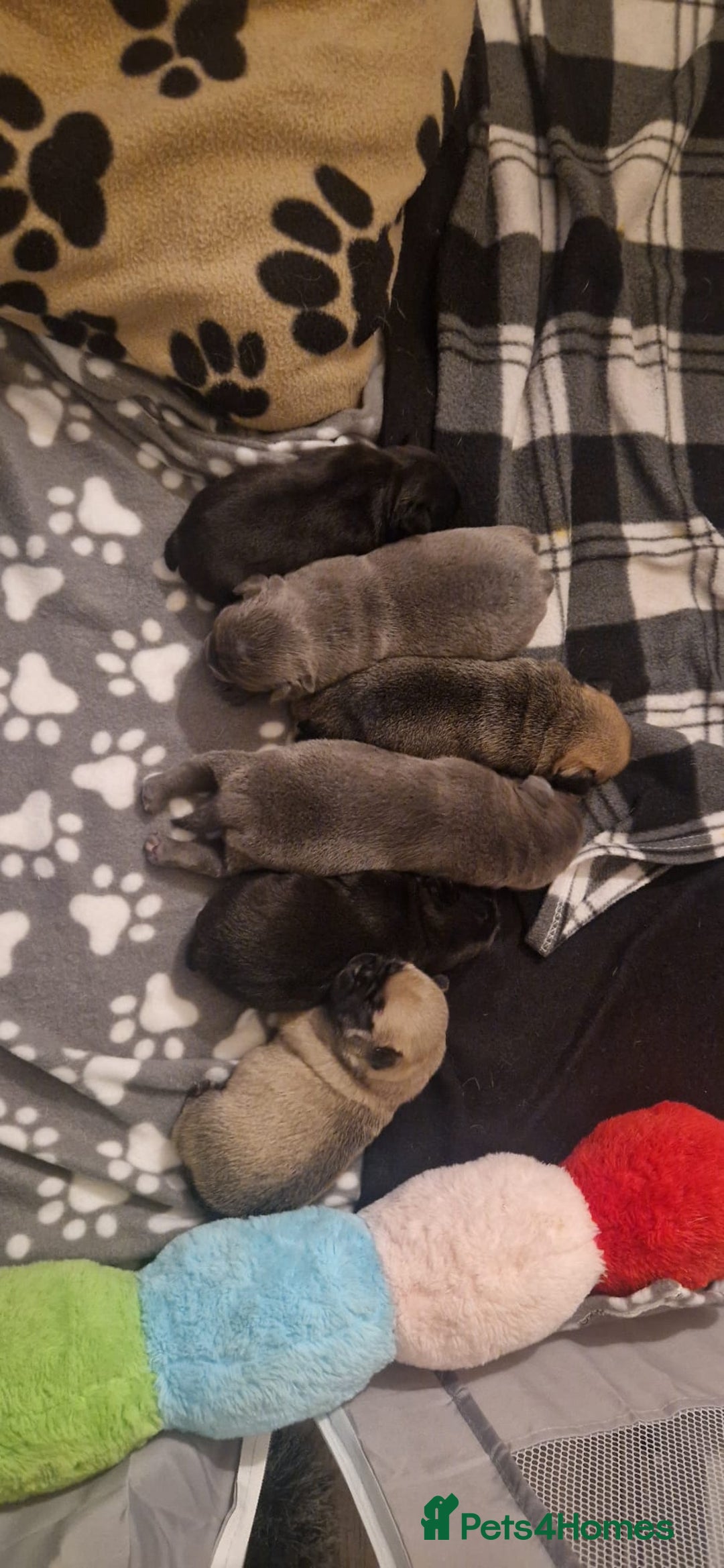 Frug dogs for sale: 6 beautiful frug puppies.  - Image 4