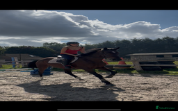 Irish Sports horses for sale: Teens horse / mother / daughter share - Image 19