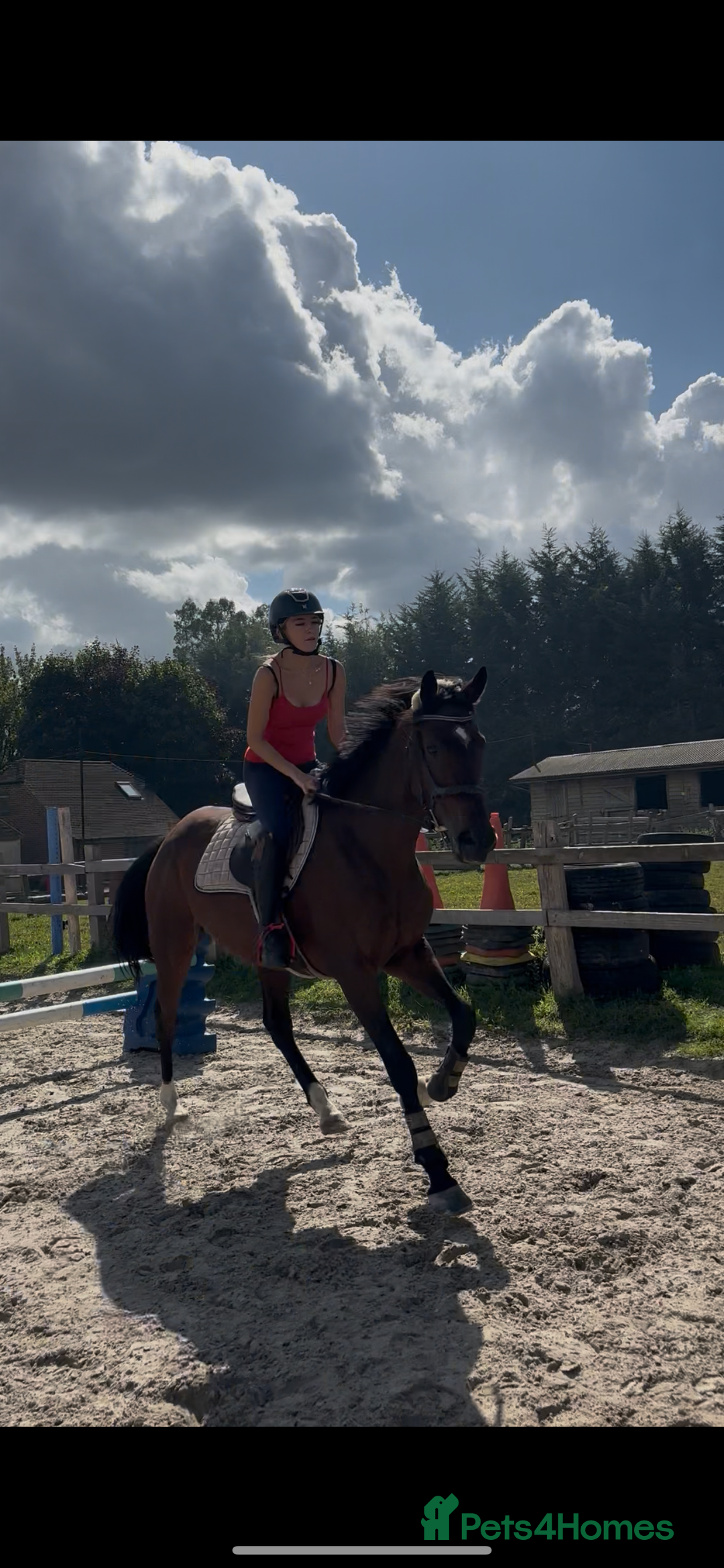 Irish Sports horses for sale: Teens horse / mother / daughter share - Image 19