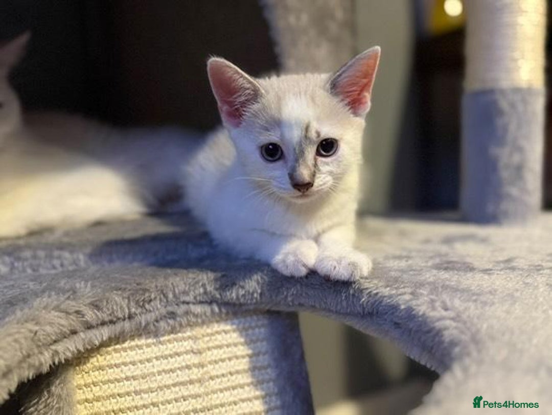 Turkish Angora cats for sale: Turkish Angora kittens - Image 8