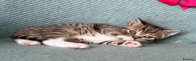 British Shorthair 4