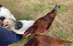Mixed Breed birds for sale: Rhode Island Red cockeral - Image 2