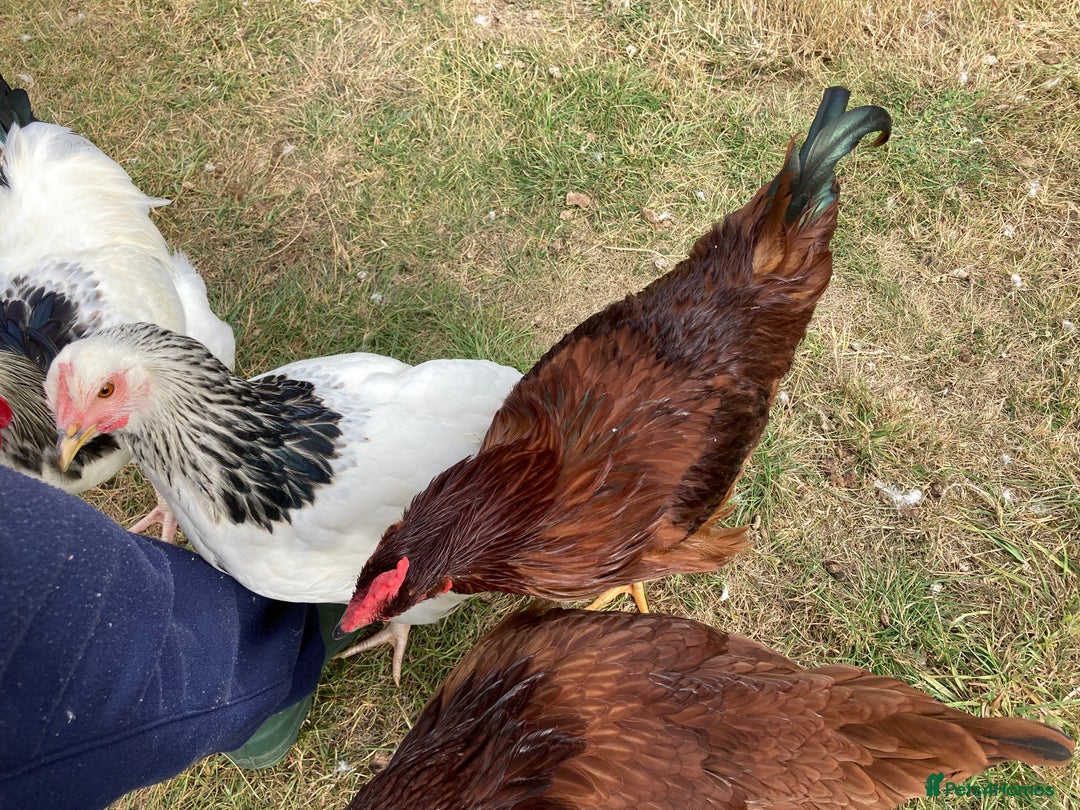 Mixed Breed birds for sale: Rhode Island Red cockeral - Image 2