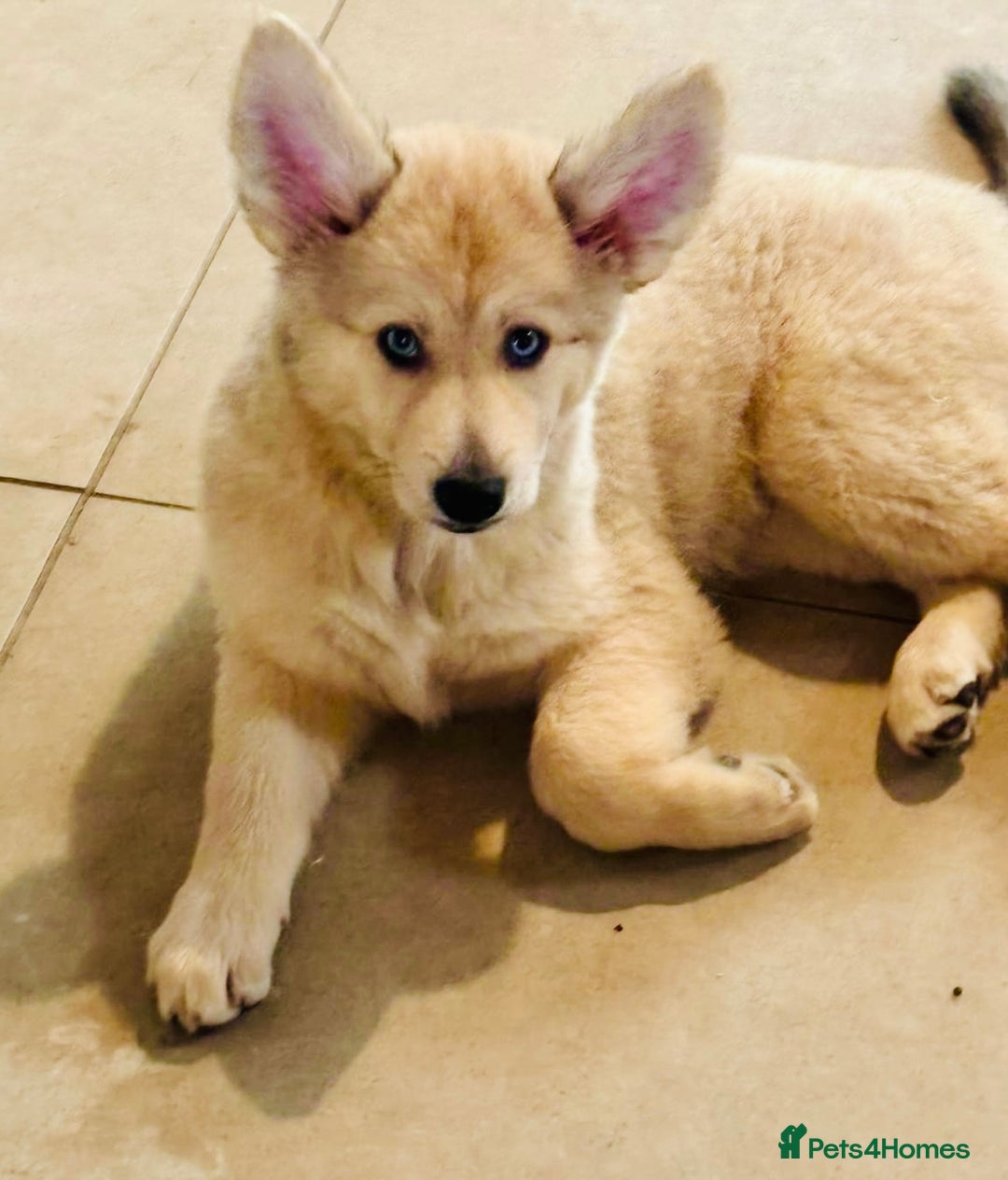 Pomsky dogs for sale: ✨ Adorable Blue-Eyed Pomsky Pups, 11 Weeks Old - Image 7