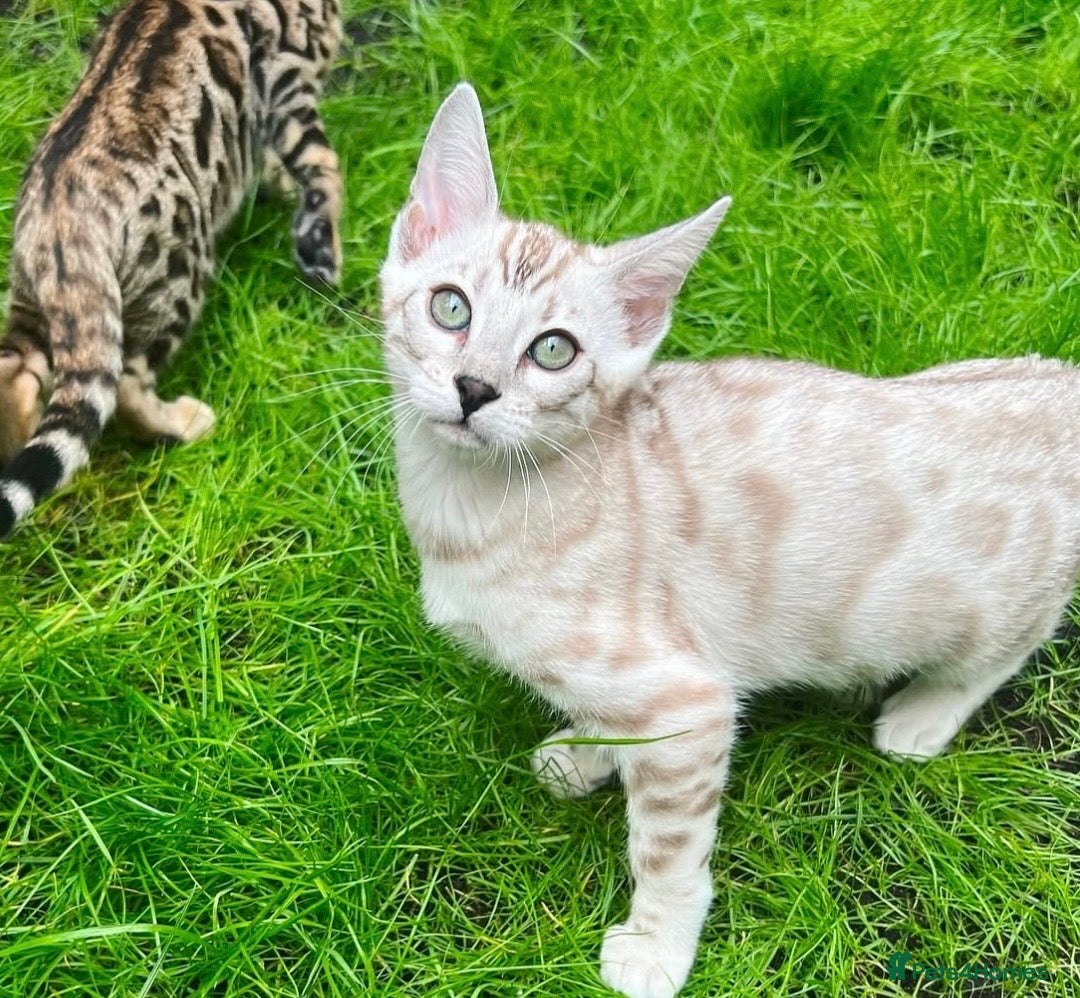 Bengal cats for sale: 🌟pedigree bengal kittens🌟 - Advert 5