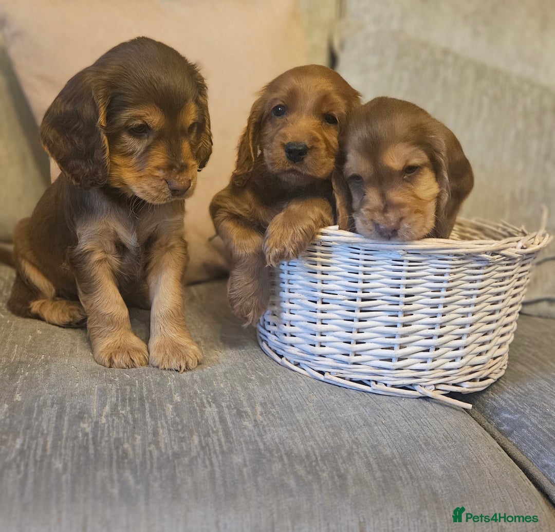 Cockapoo dogs for sale: Beautiful Cockapoo Puppies for Sale  - Image 2
