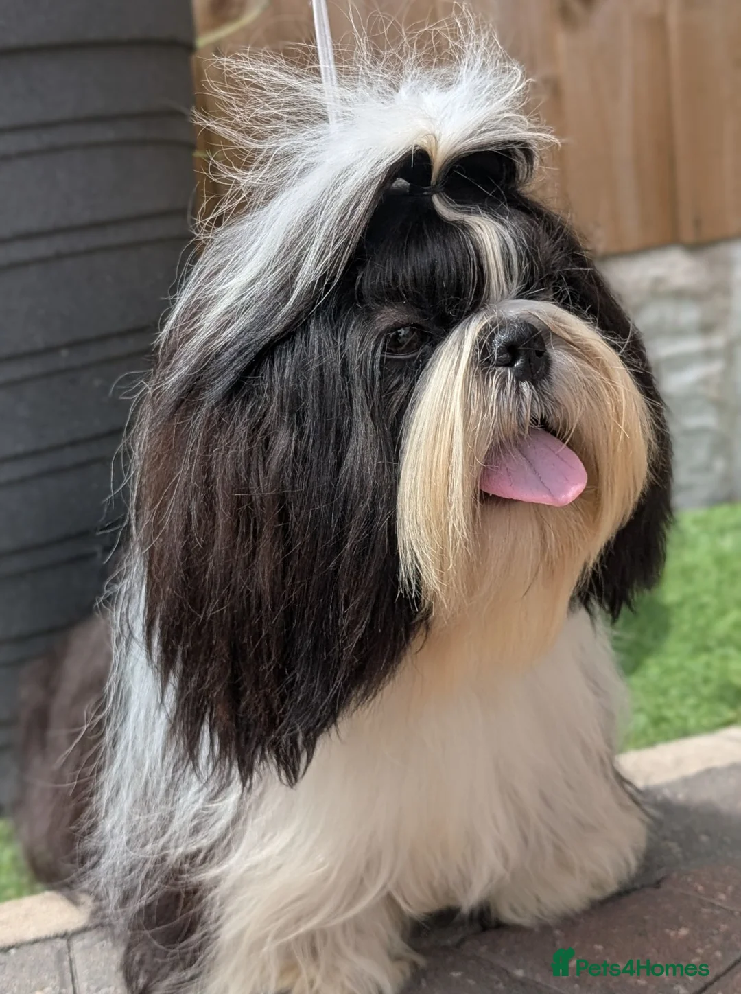 Shih Tzu dogs for stud: Show Boy At Stud - Advert 2