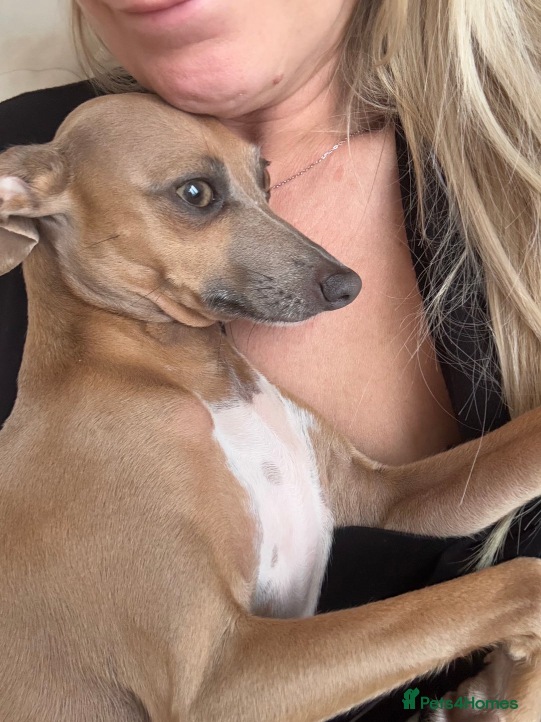 Italian Greyhound dogs for sale: Italian greyhound 4 gorgeous boys 💙 - Image 11