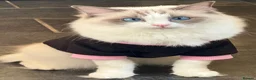 Ragdoll cats for sale: Gorgeous Ragdoll Kittens  - Advert 17