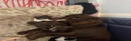 Mixed Breed dogs for sale: Collie Cockers  in Glasgow - Advert 9